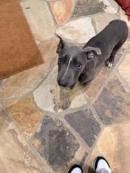 Found/Stray Female Dog last seen Near West Persimmon Street, Fayetteville, AR, USA, Fayetteville, AR 72704