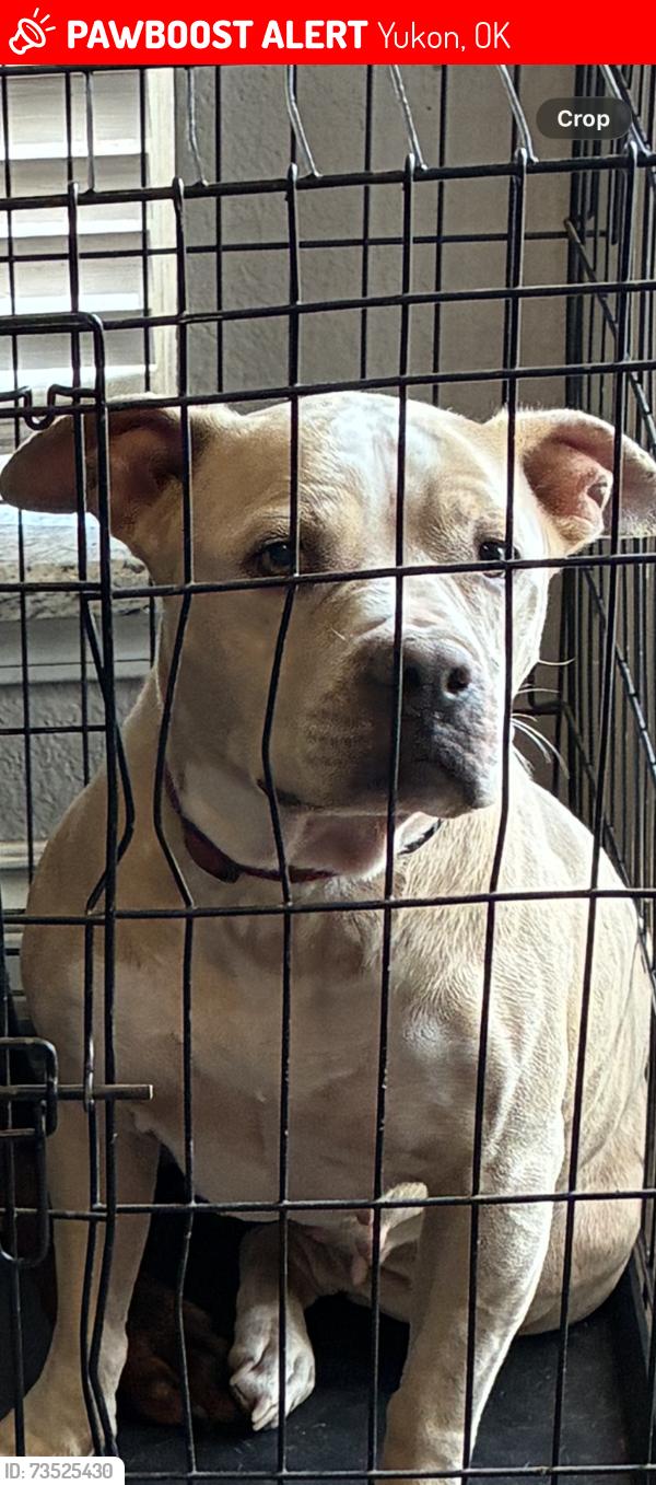 Lost Female Dog last seen 39th and Sara Rd, Yukon, OK 73008
