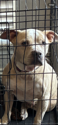 Lost Female Dog last seen 39th and Sara Rd, Yukon, OK 73008