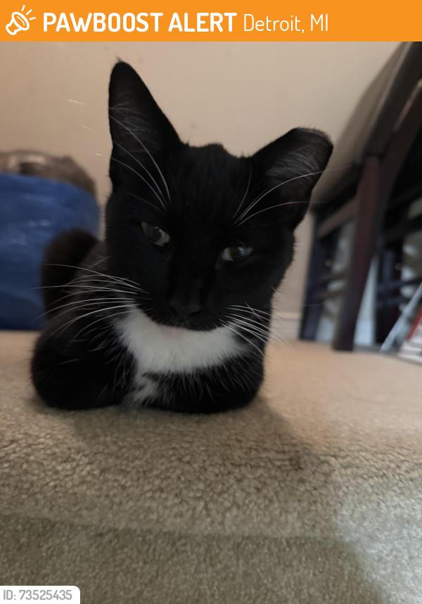 Found/Stray Unknown Cat last seen Outer drive and van dyke, Detroit, MI 48234