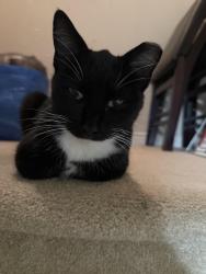 Found/Stray Unknown Cat last seen Outer drive and van dyke, Detroit, MI 48234
