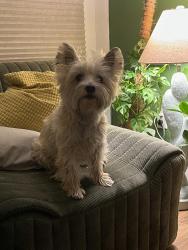 Reunited Female Dog last seen Near Rosemary Road, Toronto, ON M5N 1G1