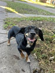 Reunited Female Dog last seen 7 mile & Livernois, Detroit, MI 48221