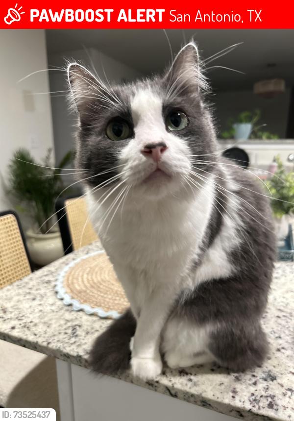 Lost Male Cat last seen Prospector post, San Antonio, TX 78253
