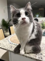Lost Male Cat last seen Prospector post, San Antonio, TX 78253