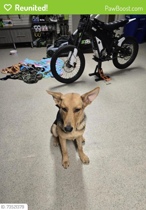 Reunited Female Dog last seen Cane Creek Rd, Fletcher, NC 28732