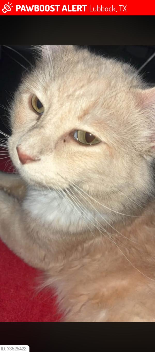 Lost Male Cat last seen Near 4th n frankford, Lubbock, TX 79416