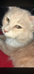 Lost Male Cat last seen Near 4th n frankford, Lubbock, TX 79416