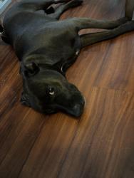 Reunited Female Dog last seen Bern Street, League City, TX 77573