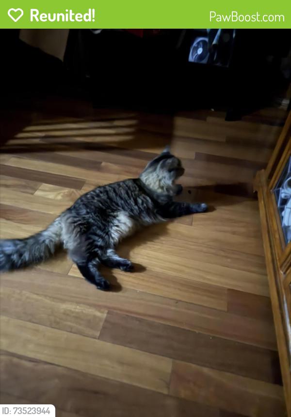 Reunited Male Cat last seen 92nd rd and 93rd ave, Queens, NY 11428