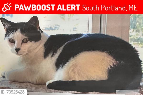 Lost Female Cat last seen E Street, South Portland, ME 04106