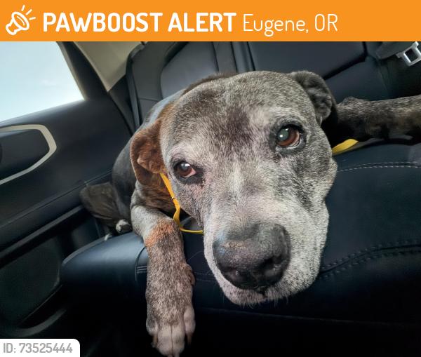 Found/Stray Male Dog last seen Summit Ave. and Skyline Blvd. Eugene, OR 97403 United States, Eugene, OR 97403