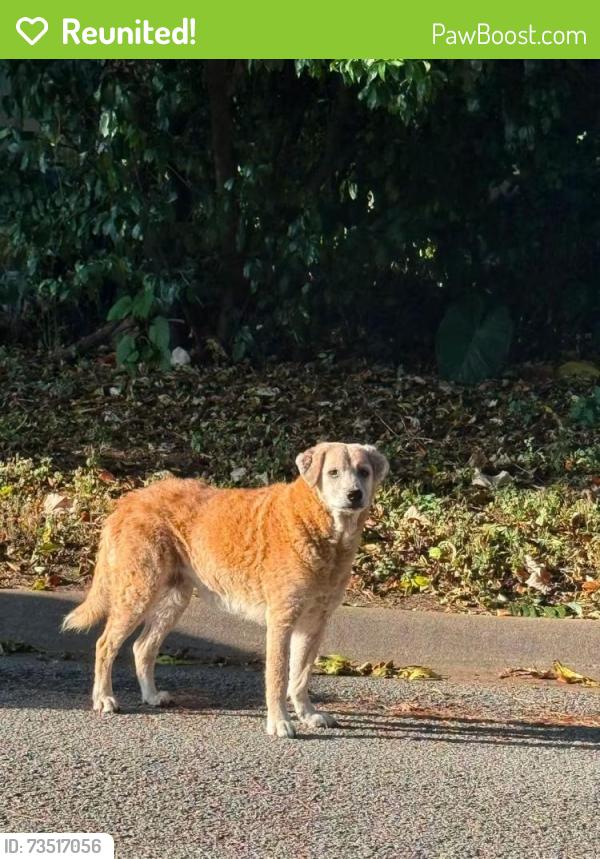 Reunited Female Dog last seen 3rd St and Mockingbird, Keene, TX 76059