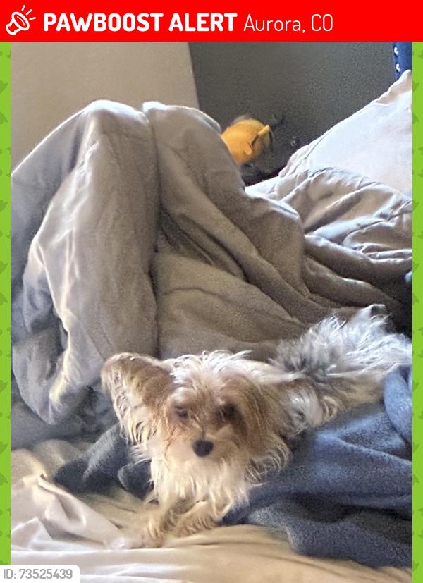 Lost Male Dog last seen Illiff and wesly, Aurora, CO 80014
