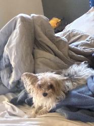 Lost Male Dog last seen Illiff and wesly, Aurora, CO 80014