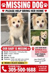 Lost Female Dog last seen Avenue N 19th street, Fort Pierce, FL 34947