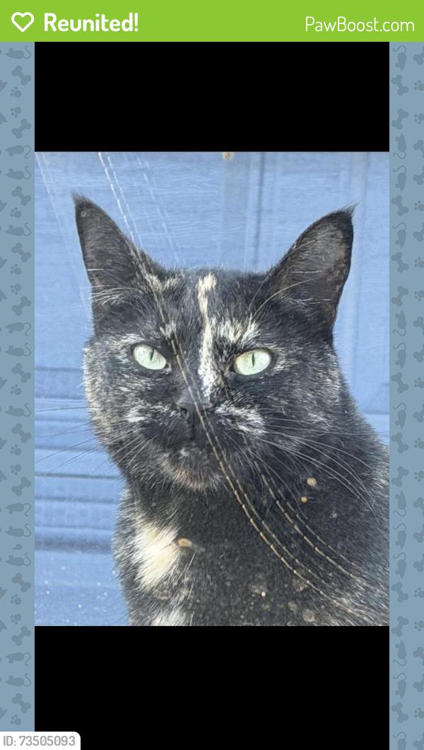 Reunited Female Cat last seen Sw Mabel St, in between the Go Go Burgers and quatama max station, Aloha, OR 97006