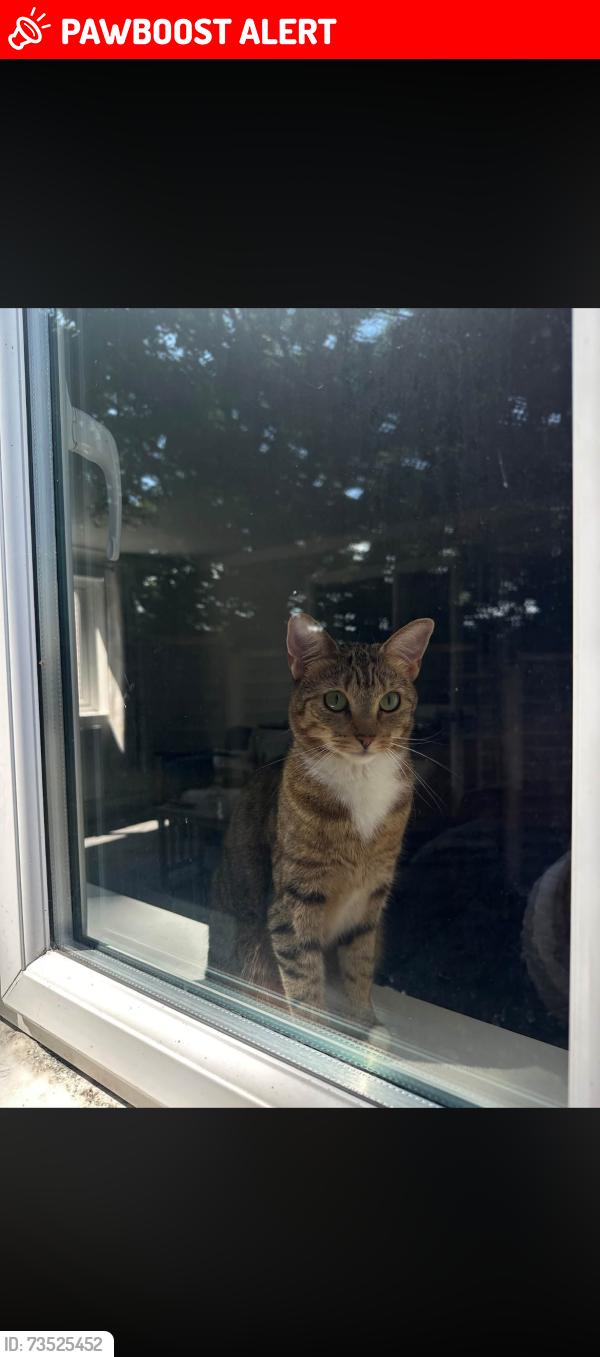 Lost Female Cat last seen Fabis drive/ fleam road, Clifton, England NG11 8NZ