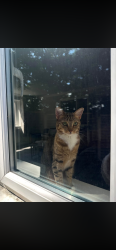 Lost Female Cat last seen Fabis drive/ fleam road, Clifton, England NG11 8NZ