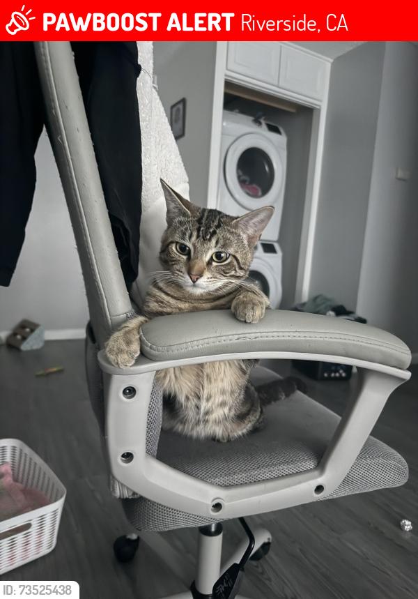 Lost Male Cat last seen Rustin Ave/ Highlander Pointe Apts., Riverside, CA 92507