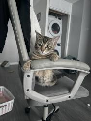 Lost Male Cat last seen Rustin Ave/ Highlander Pointe Apts., Riverside, CA 92507