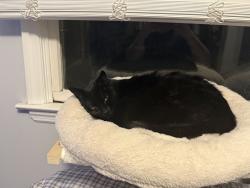 Lost Female Cat last seen greenwood village, Manorville, NY 11949