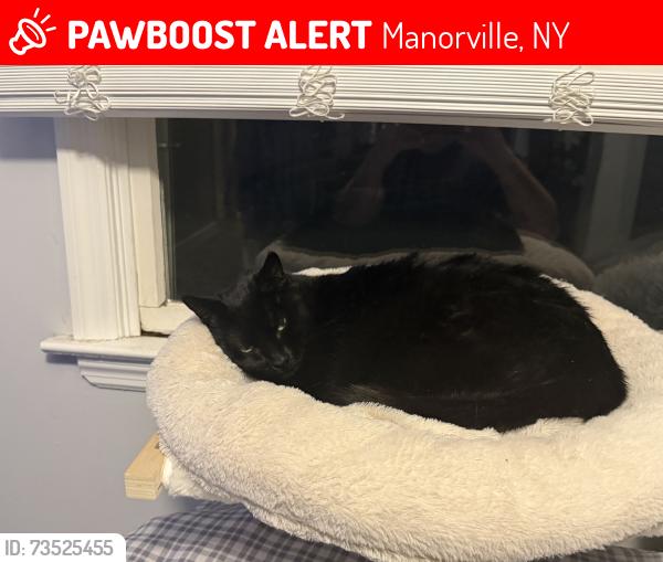 Lost Female Cat last seen greenwood village, Manorville, NY 11949