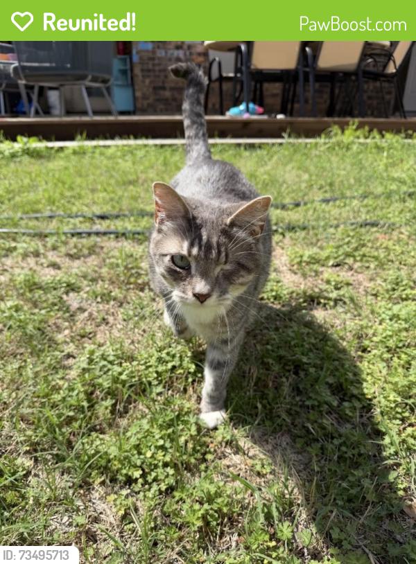 Reunited Female Cat last seen Laguna Vista and Casa Loma Ct., Grapevine, TX 76051