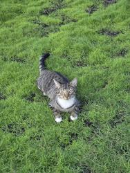 Lost Male Cat last seen Treadway Elementary, Leesburg, FL 34788