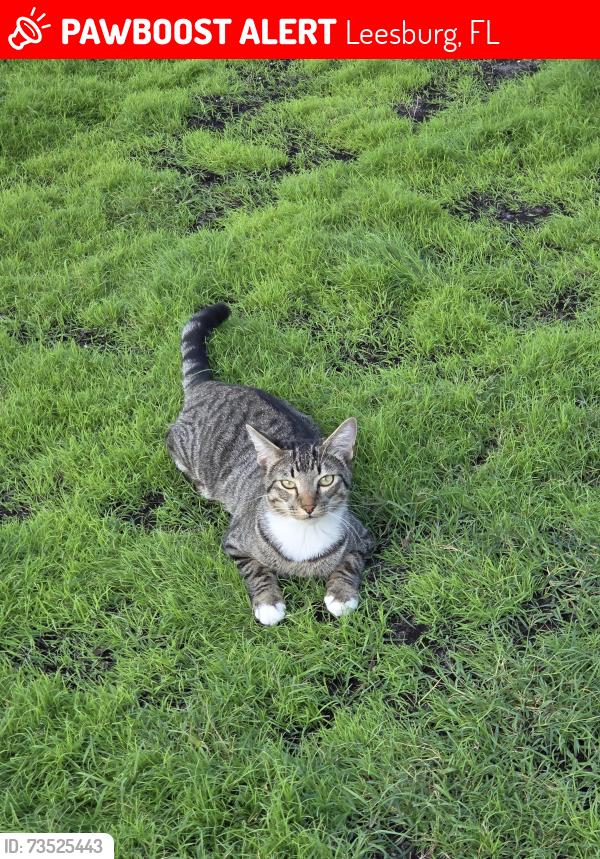 Lost Male Cat last seen Treadway Elementary, Leesburg, FL 34788