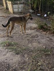 Found/Stray Unknown Dog last seen Gale ave and fieldgate, City of Industry, CA 91744