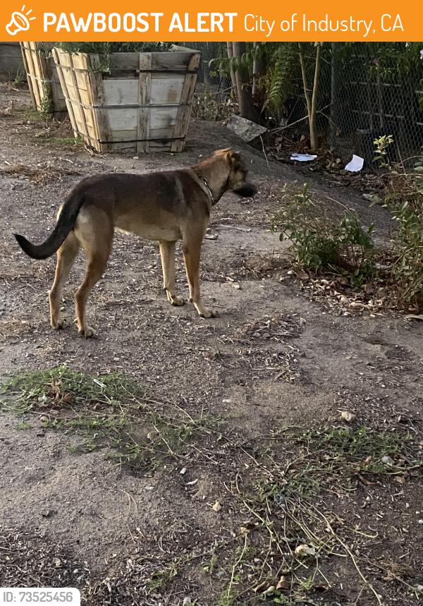 Found/Stray Unknown Dog last seen Gale ave and fieldgate, City of Industry, CA 91744
