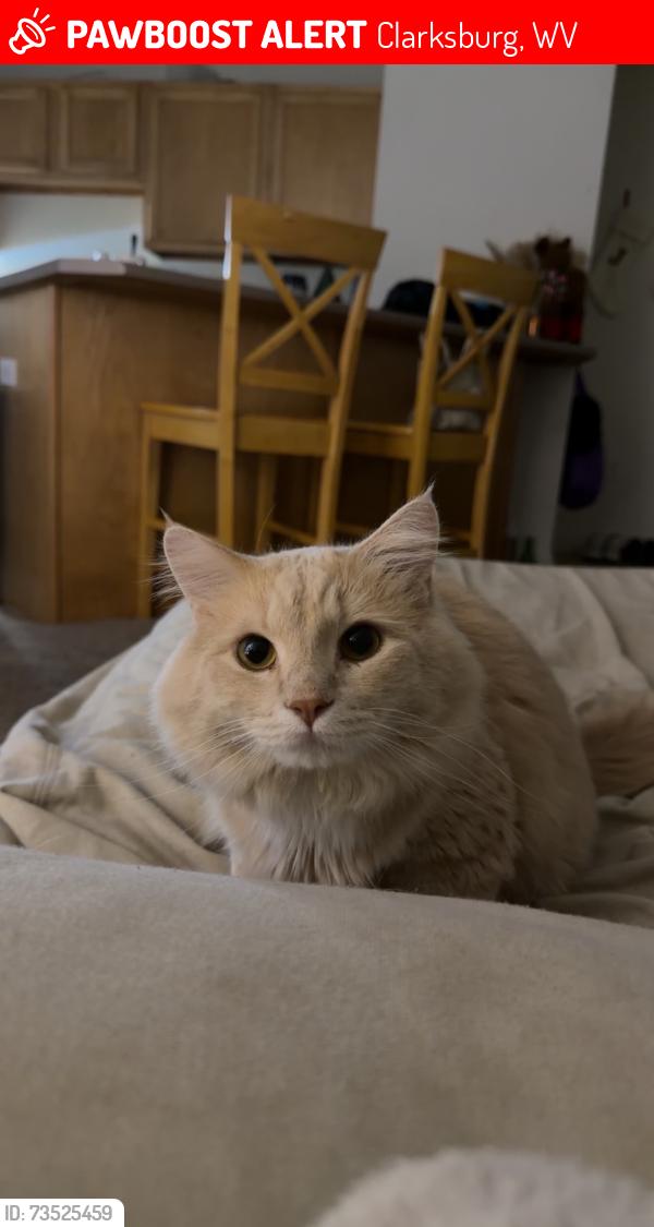 Found/Stray Male Cat last seen near limestone run road, Clarksburg, WV 26301