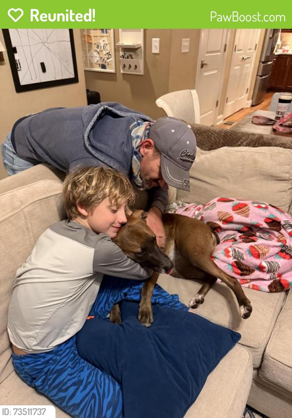 Reunited Female Dog last seen Sunset falls drive, Wake Forest, NC 27587