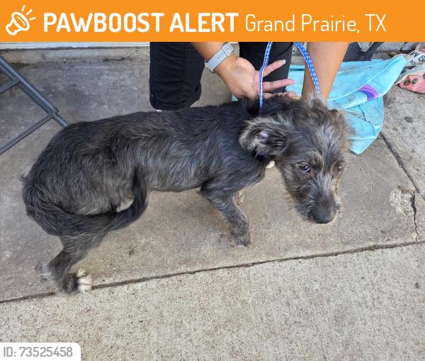 Found/Stray Male Dog last seen Mi Familia park, Grand Prairie, TX 75051