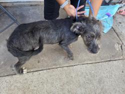 Found/Stray Male Dog last seen Mi Familia park, Grand Prairie, TX 75051
