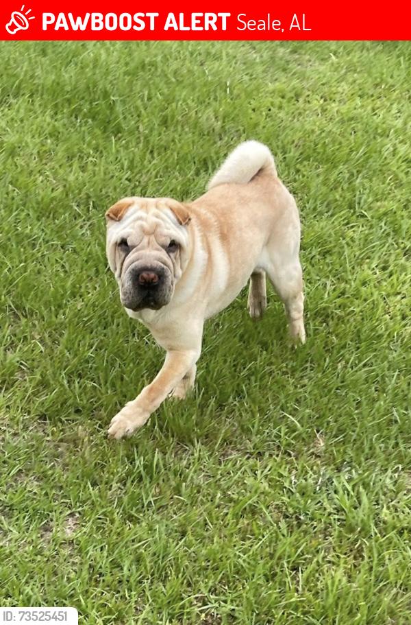 Lost Male Dog last seen Old Seale Hwy and Tigner Drive, Seale, AL 36875