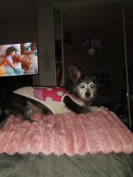 Lost Female Dog last seen Memorial st and riverside, Lake Elsinore, CA 92532