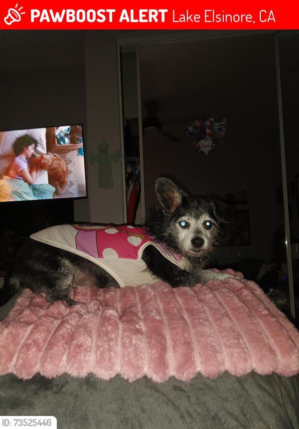 Lost Female Dog last seen Memorial st and riverside, Lake Elsinore, CA 92532