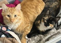 Reunited Male Cat last seen Watt st, Schenectady, NY 12304