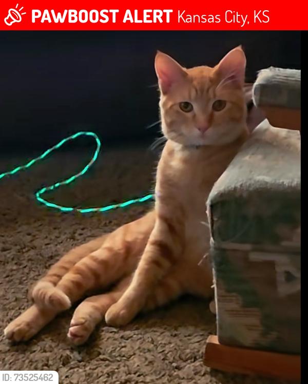 Lost Male Cat last seen South 53rd and Klamm road, Kansas City, KS 66106
