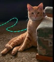 Lost Male Cat last seen South 53rd and Klamm road, Kansas City, KS 66106