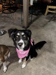 Reunited Female Dog last seen Clear creek meadows drive, League City, TX 77573