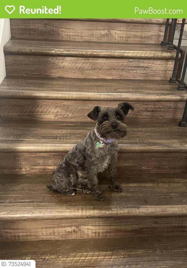 Reunited Female Dog last seen Geneva Road Orem, Orem, UT 84059