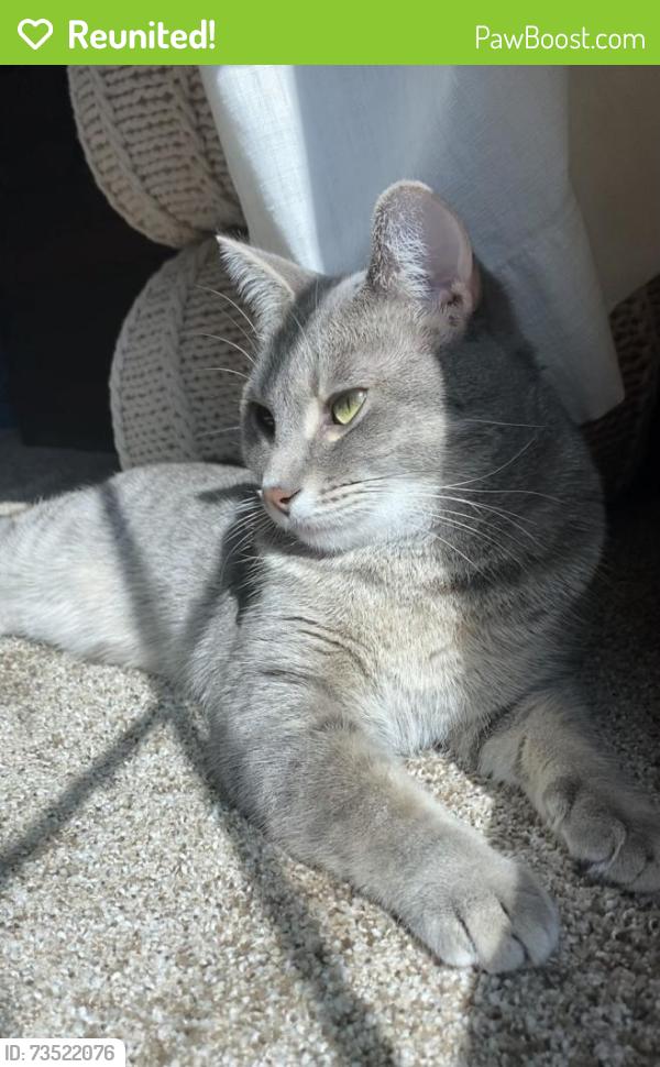 Reunited Female Cat last seen Fenton Rd & Cook Rd, Grand Blanc, MI 48439