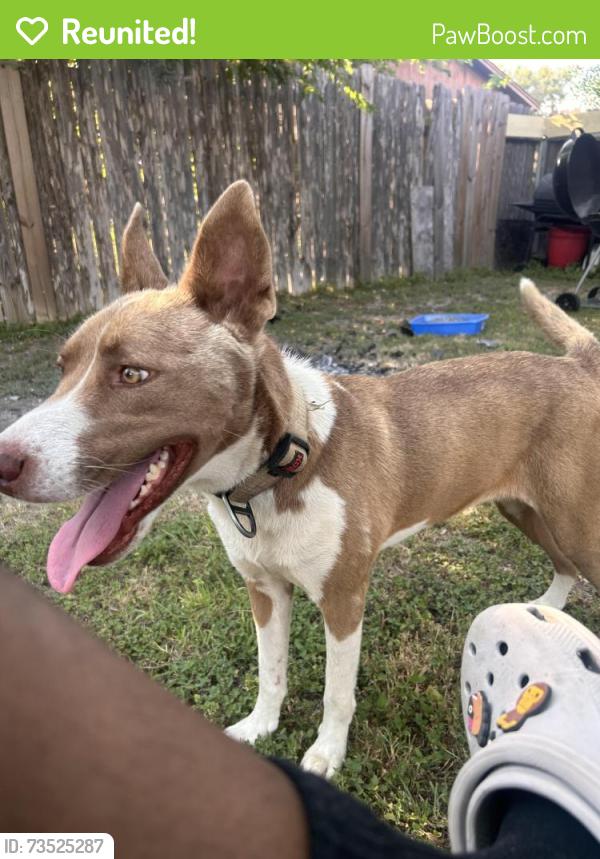 Reunited Female Dog last seen Whitmire drive, Killeen, TX 76543