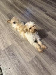 Found/Stray Male Dog last seen South roan, Johnson City, TN 37601