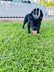 Lost Male Dog last seen Darlene dr, Moreno Valley, CA 92555