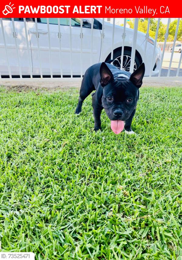 Lost Male Dog last seen Darlene dr, Moreno Valley, CA 92555