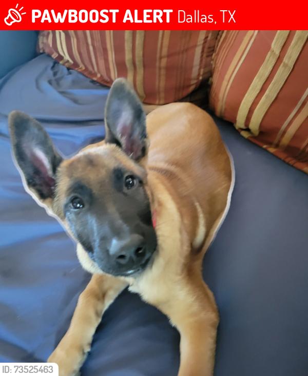 Lost Male Dog last seen Barnes Bridge Shiloh, Dallas, TX 75228